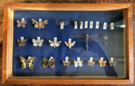 Prachtige Antieke Vitrinekast met Handgeprepareerde Vlindercollectie