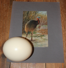 Struisvogel ei