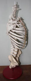 Anatomie model Menselijke wervelkolom met ribbenkast en bekken