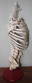 Anatomisch Menselijke wervelkolom met bekken