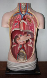 Anatomie Menselijk Torso vervaardigd uit gips