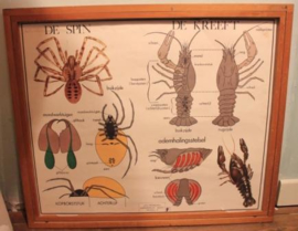 Houten Wisselkader met poster Meikever en Kreeft