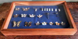 Prachtige Antieke Vitrinekast met Handgeprepareerde Vlindercollectie