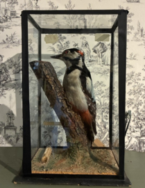 Opgezette Grote Bonte Specht in glazen vitrine