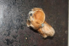 Steiff hondje "Peky"
