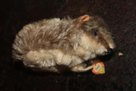 Steiff molletje