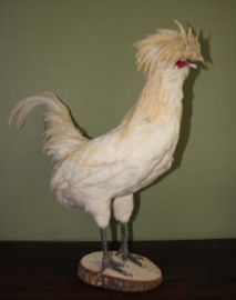 Opgezette Kuifhoen