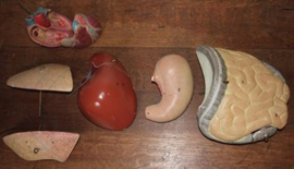 Anatomie Menselijk Torso vervaardigd uit gips
