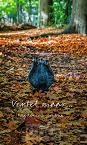Vertel maar - Rita Renema - Mentink