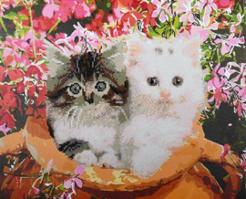 Katten in bloempot