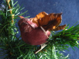 Bruine vogel met klem