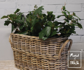 Set French Ivy groot