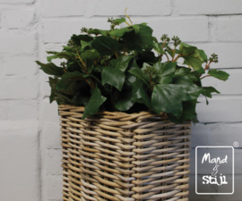 Set French Ivy Hoog