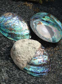 Enkelbandje dolfijn abalone shell