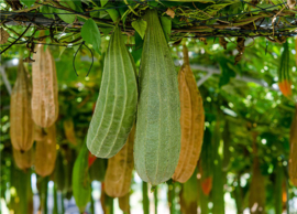 LoofCo schoonmaaksponsje van loofah