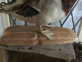 Grote opgezette eend
