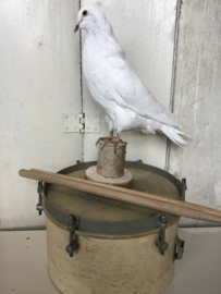 Opgezette witte duif