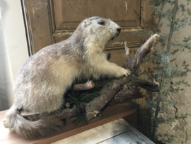 Opgezette marmot