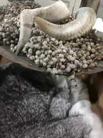 Schaaphoorns
