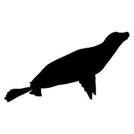 Zeehond Motief 3 sticker