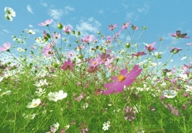 foto behang Idealdecor Flower Meadow 281