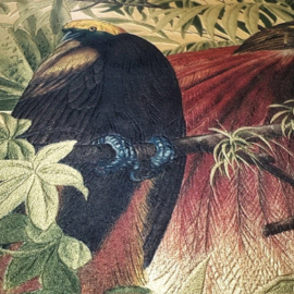 Junge behang paradijs vogels sierdieren vintage