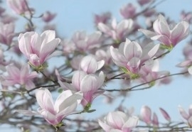 8-738 Komar Fotobehang Magnolia roze bloemetjes behang