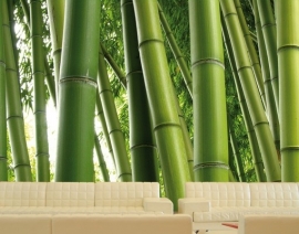 Mantiburi Fotobehang bamboe Paradise of Bamboo 1