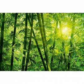 foto behang Idealdecor Bamboo Forest 123
