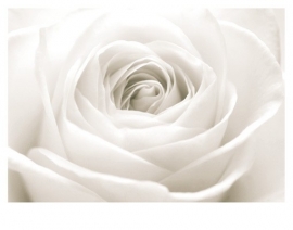 Mantiburi roos Fotobehang The White Rose 40