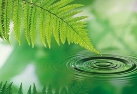 4-730 Komar Fotobehang Silence groene blad boven water behang