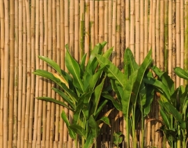 Mantiburi bamboe Fotobehang Wall of Bamboo 41
