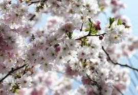8-507 Komar Spring Fotobehang National Geographic witte bloemetjes behang