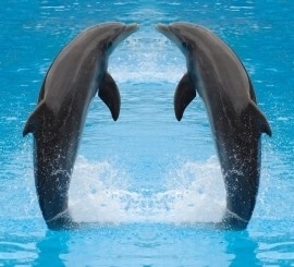 Dutch DigiWalls fotobehang art. 70018 Dolfijnen