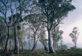 Komar Fantasy Forest Fotobehang National Geographic 8-523
