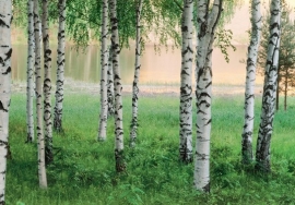 foto behang Idealdecor Nordic Forest 290