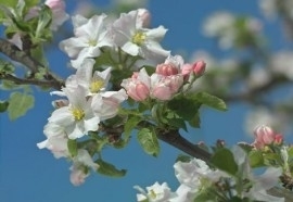 8-735 Komar Fotobehang Primavera roze witte bloemetjes behang