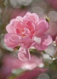 4-713 Komar Fotobehang Bouquet roze bloem behang