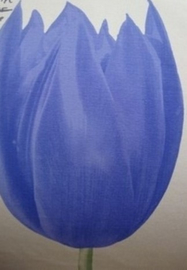 blauw paars creme tulpen behang 51700
