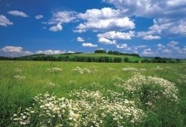 8-254 Komar Fotobehang Meadow groen gras behang