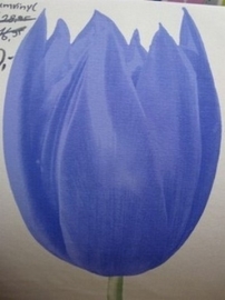 blauw paars creme tulpen vlies behang 06