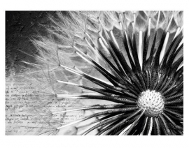 Photo wall mural no.83 "DANDELION POEMS" 400x280cm