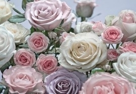 8-736 Komar Fotobehang Floraison paars roze bloemetjes behang