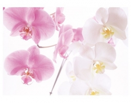 Mantiburi orchideeën Fotobehang Graceful Orchids 3
