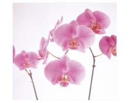 Mantiburi roze orchidee Fotobehang Pink Orchid 35