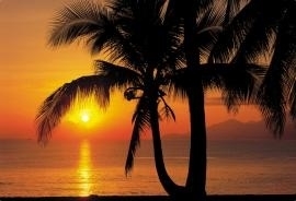 8-255 Komar Fotobehang Palmy Beach Sunrise zonsondergang oranje geel behang