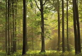 bomen bos fotobehang Idealdecor Autumn Forest 216