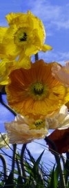 2-1257 Komar Fotobehang Poppy bloemen geel oranje behang