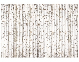 Mantiburi bomen Fotobehang Birch Wall 213