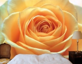 Mantiburi oranje roos Fotobehang The Orange Rose 39